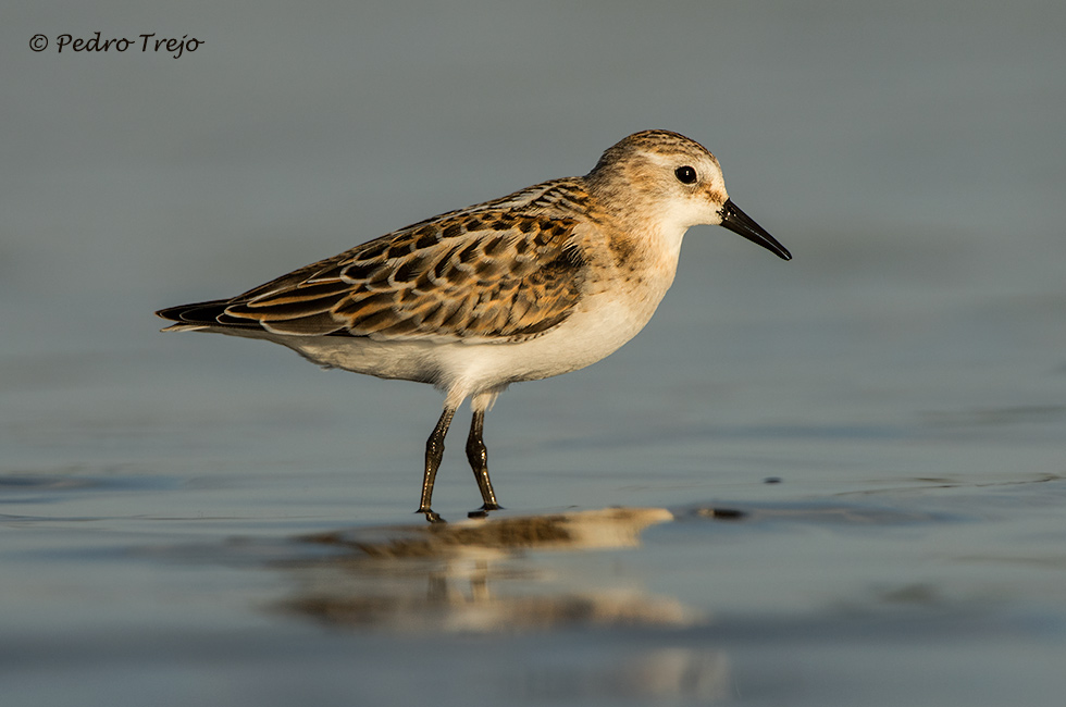 Correlimos menudo (Calidris minuta)